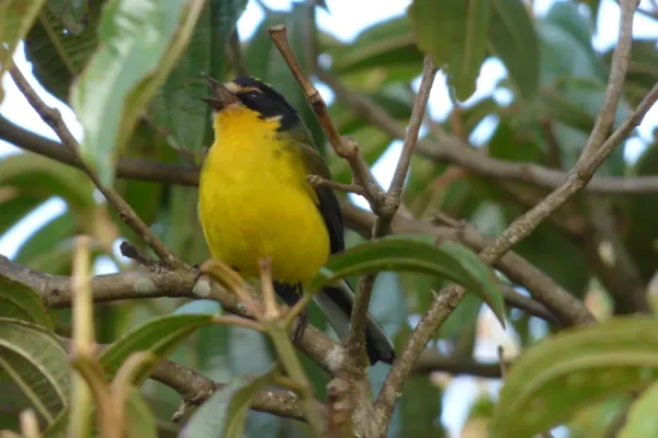 File:Myioborus flavivertex (Abanico colombiano) - Flickr - Alejandro Bayer.jpg