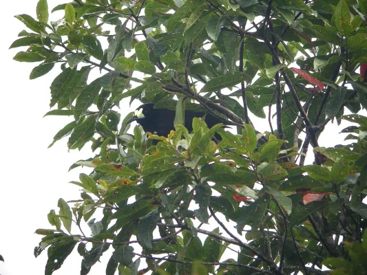 File:Paradigalla brevicauda in tree.jpg