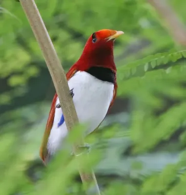 File:Cicinnurus regius-20031005.jpg