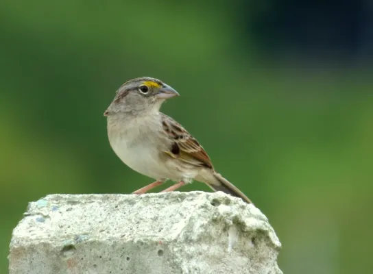 File:Ammodramus humeralis (Sabanero rayado) - Flickr - Alejandro Bayer.jpg