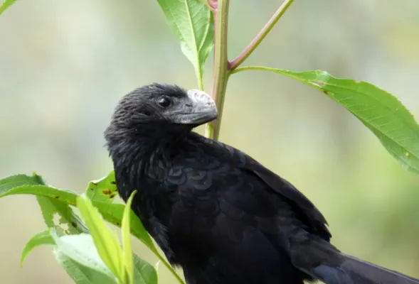 File:Crotophaga ani (Garrapatero común) (5) - Flickr - Alejandro Bayer.jpg
