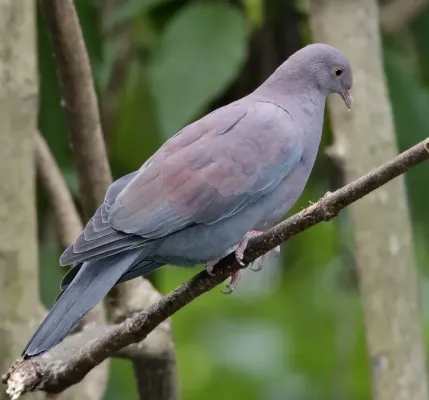 File:Patagioenas oenops-2009-0124.jpg