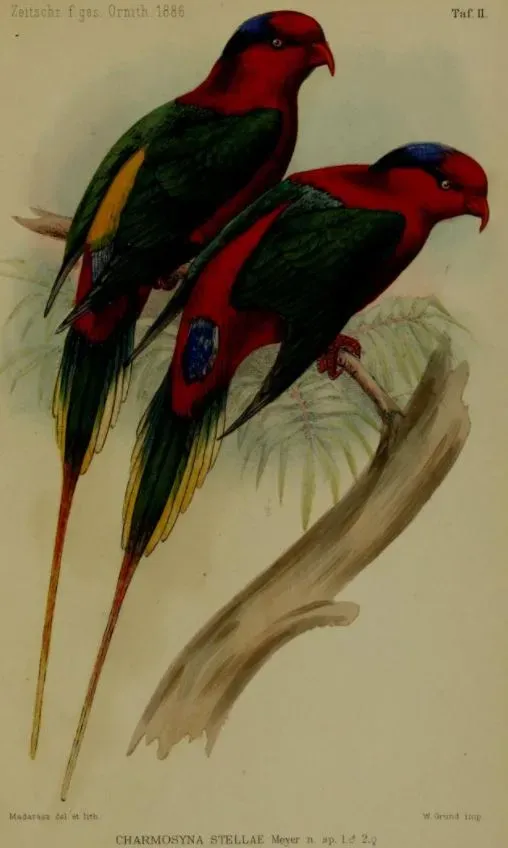 File:Charmosyna papou stellae.jpg