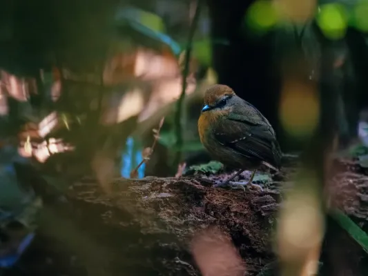 File:Conopophaga melanops F.jpg