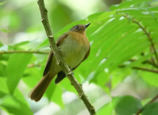 File:Leptopogon rufipectus (Atrapamoscas pechirrufo) - Flickr - Alejandro Bayer.jpg
