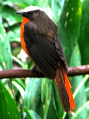 File:Cossypha albicapillus.jpg