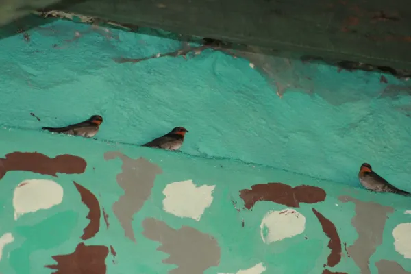 File:Hill swallow (Hirundo domicola) from anaimalai hills IMG 2074.jpg
