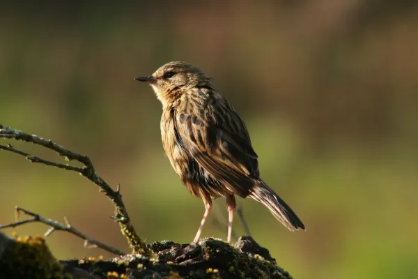 File:Nilgiri pipit (Anthus nilghiriensis) from anaimalai hills IMG 2143.jpg