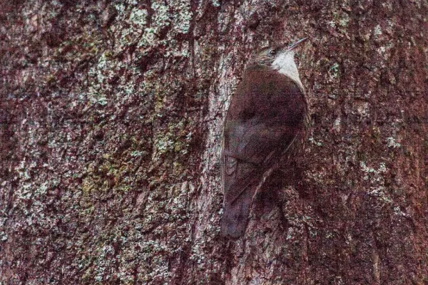 File:White-throated Treecreeper (Cormobates leucophaea) (8079647930).jpg