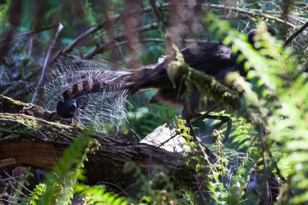 File:Superb Lyrebird (Menura novaehollandiae) (8079617147).jpg