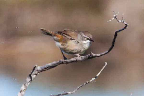 File:White-browed Scrubwren (Sericornis frontalis) (8079653008).jpg