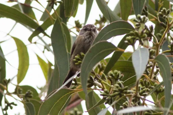 File:Striated Thornbill (Acanthiza lineata) (8079655470).jpg