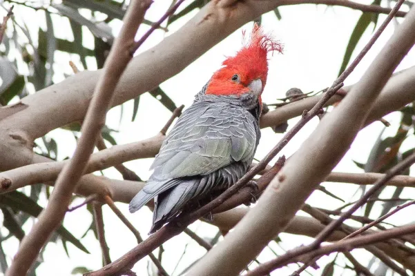 File:Gang-gang Cockatoo (Callocephalon fimbriatum) (8079600593).jpg