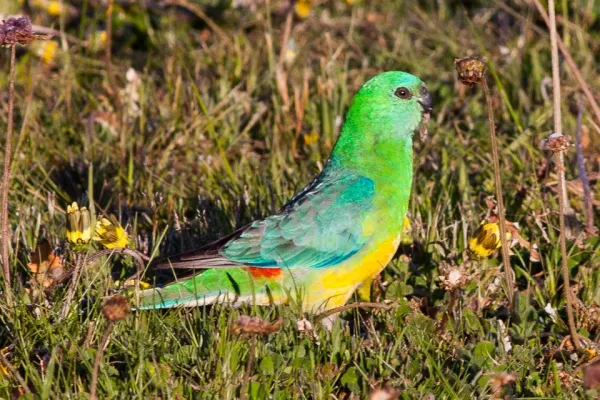 File:Red-rumped Parrot (Psephotus haematonotus) (8079610997).jpg