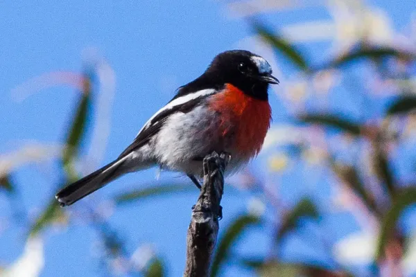 File:Scarlet Robin (Petroica boodang) (8079694507).jpg