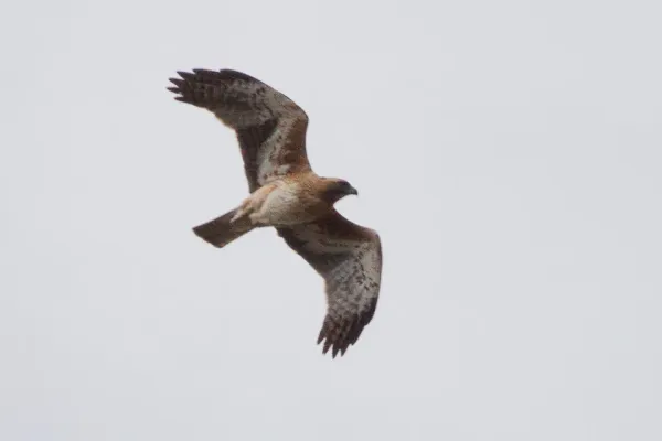 File:Little Eagle (Hieraaetus morphnoides) (8079581010).jpg