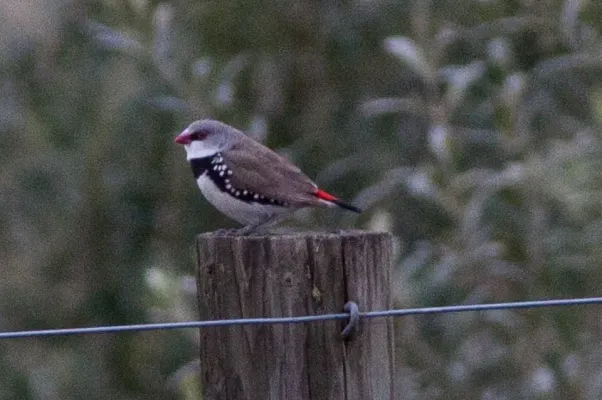 File:Diamond Firetail (Stagonopleura guttata) (8079714075).jpg