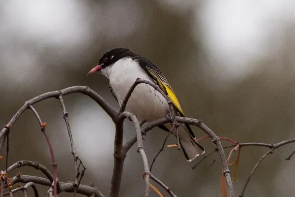 File:Painted Honeyeater (Grantiella picta) (8079677363).jpg