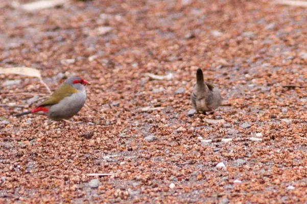 File:Red-browed Finch (Neochmia temporalis) (8079706802).jpg