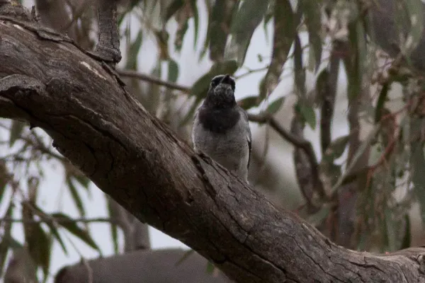 File:Black-faced Cuckoo-shrike (Coracina novaehollandiae) (8079680885).jpg