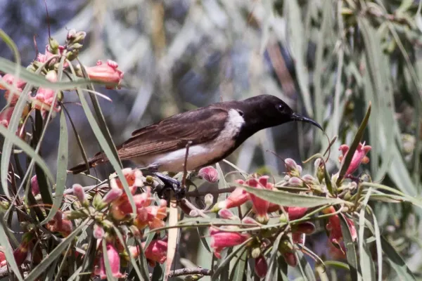 File:Black Honeyeater (Sugomel nigrum) (8079667864).jpg