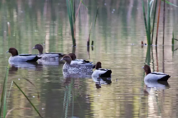 File:Maned Duck (Chenonetta jubata) (8079573733).jpg