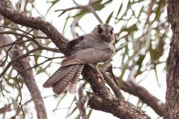 File:Australian Owlet-nightjar (Aegotheles cristatus) (8079573328).jpg