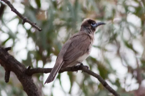 File:Little Friarbird (Philemon citreogularis) (8079676749).jpg