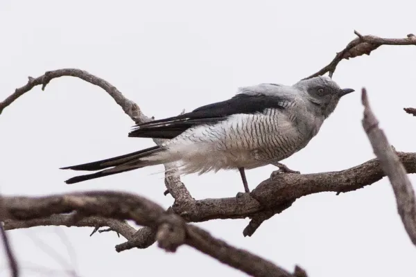 File:Ground Cuckoo-shrike (Coracina maxima) (8079673656).jpg