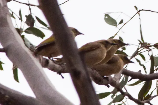 File:Fuscous Honeyeater (Ptilotula fusca) (8079669565).jpg