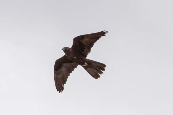 File:Black Falcon (Falco subniger) (8079589113).jpg