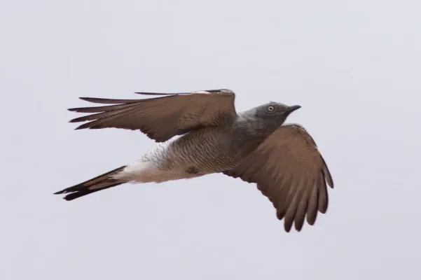 File:Ground Cuckoo-shrike (Coracina maxima) (8079673924).jpg