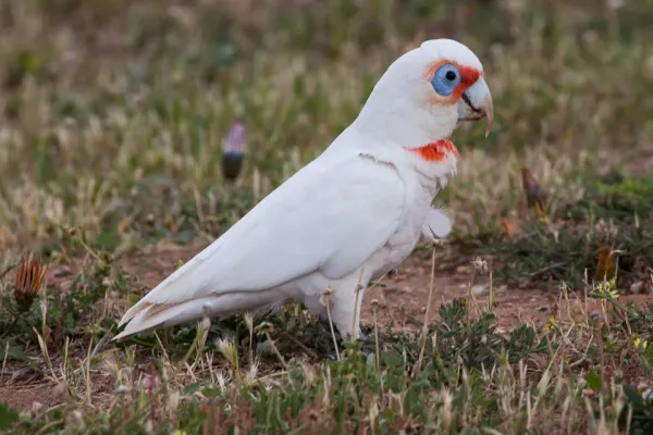 File:Long-billed Corella (Cacatua tenuirostris) (8079603537).jpg