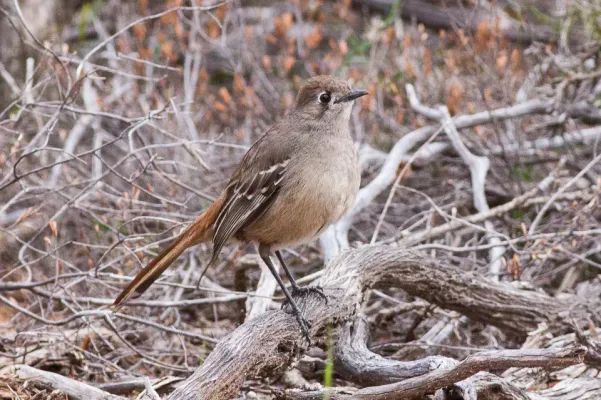 File:Southern Scrub-robin (Drymodes brunneopygia) (8079702608).jpg