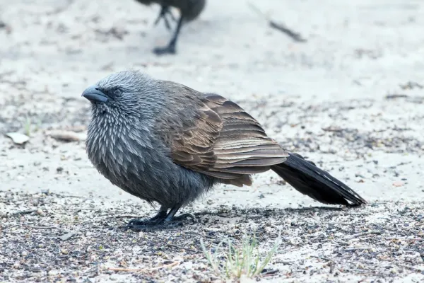 File:Apostlebird (Struthidea cinerea) (8079684214).jpg