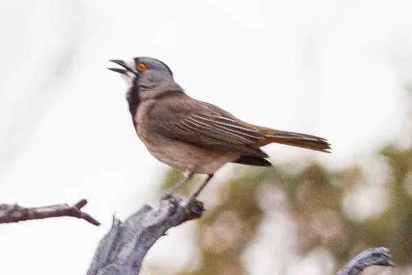 File:Crested Bellbird (Oreoica gutturalis) (8079683769).jpg