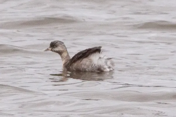 File:Hoary-headed Grebe (Poliocephalus poliocephalus) (8079570382).jpg