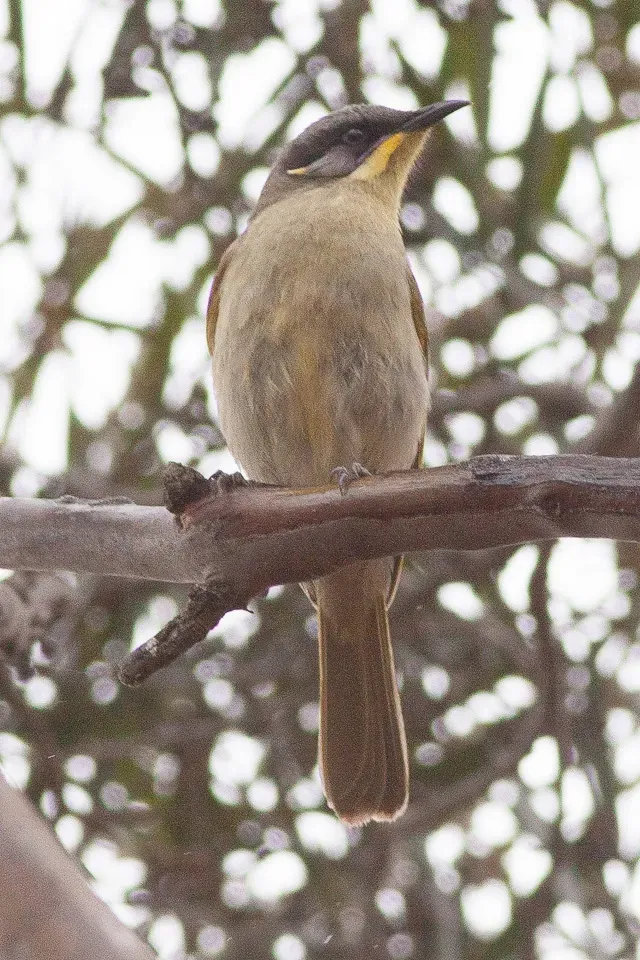 File:Purple-gaped Honeyeater (Lichenostomus cratitius) (8079667615).jpg