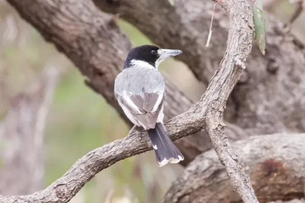 File:Grey Butcherbird (Cracticus torquatus) (8079679198).jpg