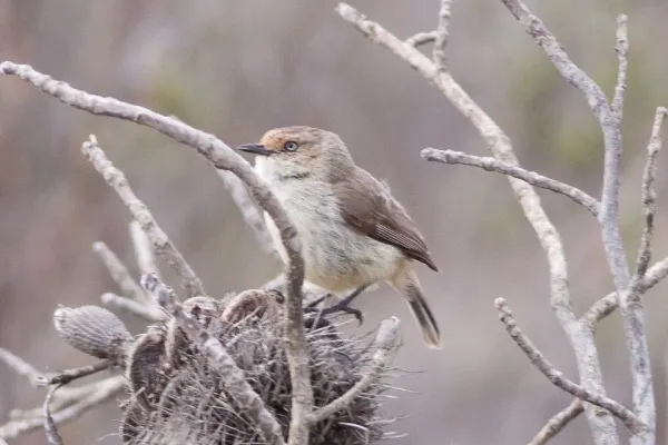 File:Yellow-rumped Thornbill (Acanthiza chrysorrhoa) (8079656102).jpg