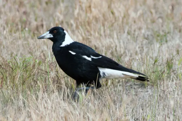 File:Australian Magpie (Gymnorhina tibicen) (8079679898).jpg