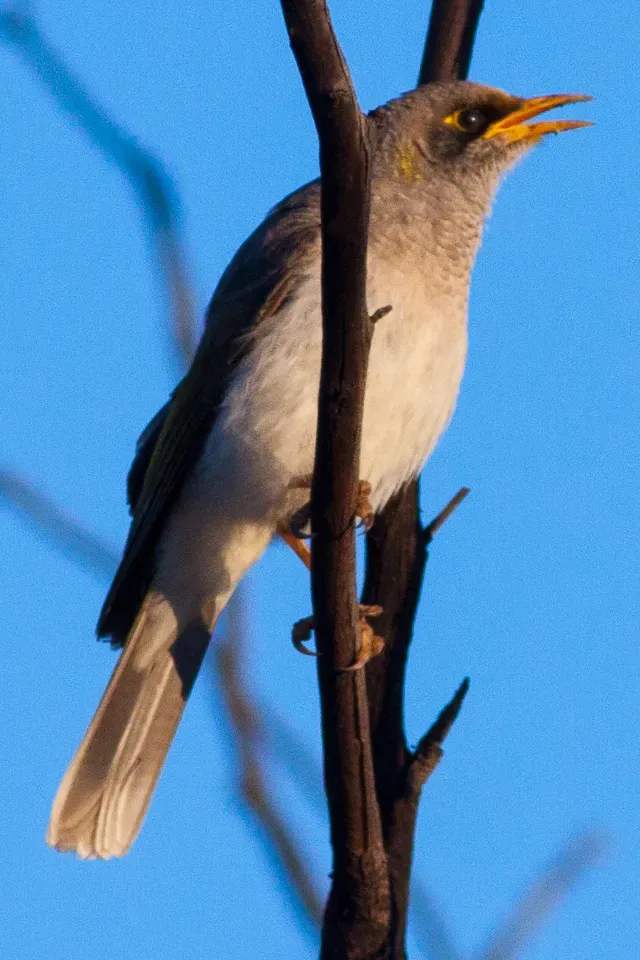 File:Black-eared Miner (Manorina melanotis) (8079664126).jpg