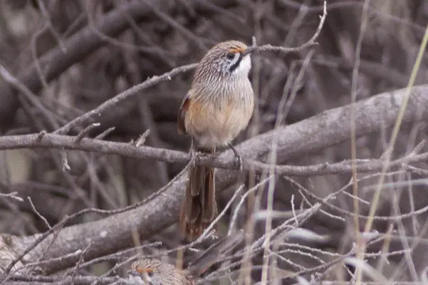 File:Striated Grasswren (Amytornis striatus) (8079650786).jpg