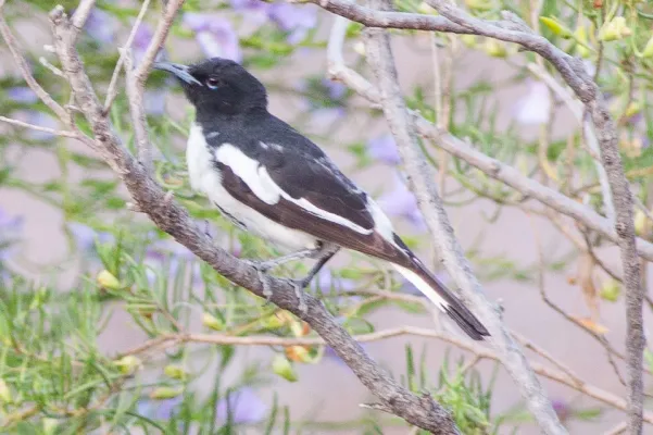 File:Pied Honeyeater (Certhionyx variegatus) (8079667299).jpg