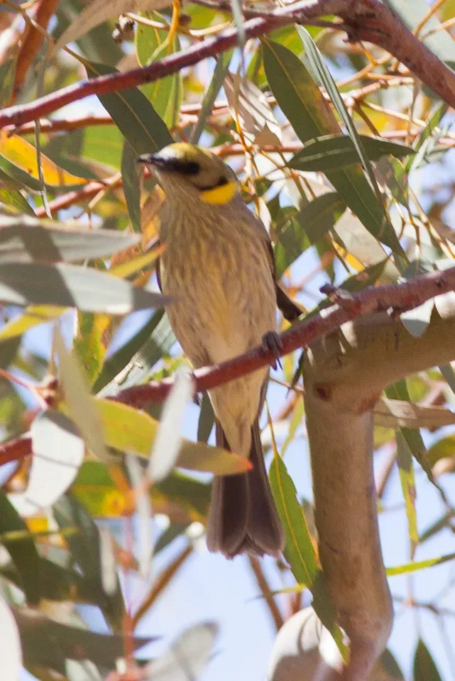 File:Grey-fronted Honeyeater (Ptilotula plumula) (8079662744).jpg