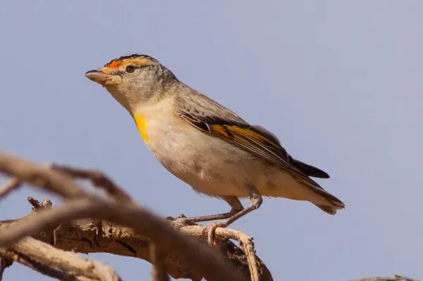 File:Red-browed Pardalote (Pardalotus rubricatus) (8079659546).jpg