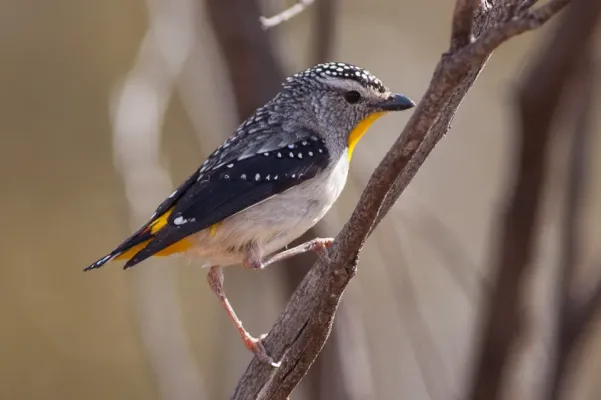 File:Spotted Pardalote (Pardalotus punctatus) (8079665747).jpg
