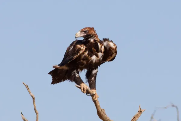 File:Wedge-tailed Eagle (Aquila audax) (8079586639).jpg