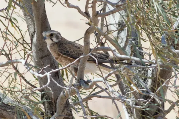 File:Brown Falcon (Falco berigora), Birdsville, South Australia (8079587227).jpg