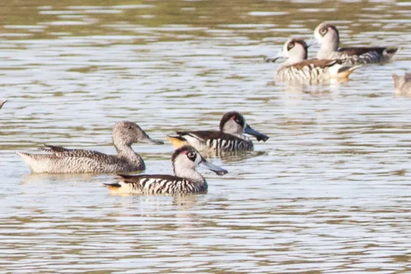 File:Pink-eared Duck (Malacorhynchus membranaceus) (8079568250).jpg